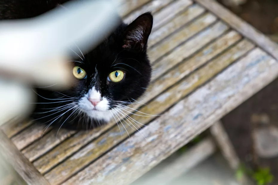 chat, chaise, jardin